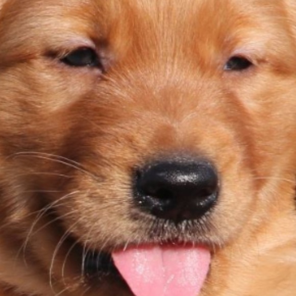 Meet your Posher, Patty - Picture 1 of 1